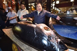 Con cá ngừ mà đại gia chi 72 tỷ mua về chất lượng tuyệt hảo thế nào 