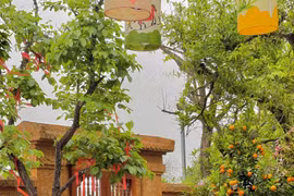 Ngắm biệt phủ dát vàng đầy cây trái của Vượng Râu