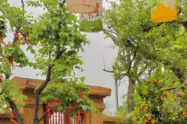 Ngắm biệt phủ dát vàng đầy cây trái của Vượng Râu