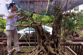 Đại gia chơi cây cảnh có tiếng ở Hà Nội từng bán nhà để mua cây đẹp 