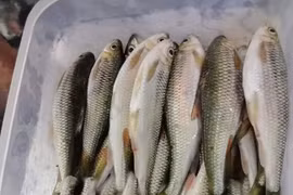 Những loài cá "lột xác" thành đặc sản cho nhà giàu