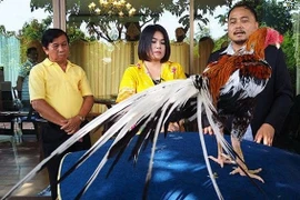 Kinh ngạc những chú gà chọi tiền tỷ, đại gia mê mẩn