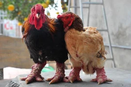 Gà Đông Tảo được khách nước ngoài chuộng mua biếu Tết