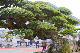 Cận cảnh cây duối cổ 'Long đàn Phượng vũ'