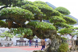 Cận cảnh cây duối cổ 'Long đàn Phượng vũ'