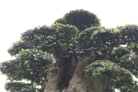 Cận cảnh cây duối cổ cao hơn 3 mét, 1.000 năm tuổi 