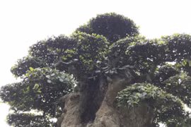 Cận cảnh cây duối cổ cao hơn 3 mét, 1.000 năm tuổi 