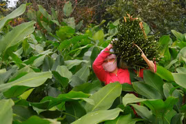 Nhộn nhịp vào mùa Tết của làng lá dong trăm tuổi ở Hà Nội 