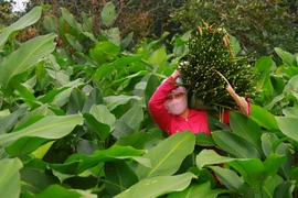 Nhộn nhịp vào mùa Tết của làng lá dong trăm tuổi ở Hà Nội 