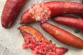 Chanh ngón tay đến 7 triệu đồng mỗi kg 