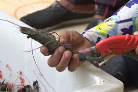 Cách nhận biết tôm bơm tạp chất đơn giản nhất