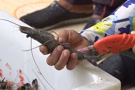 Cách nhận biết tôm bơm tạp chất đơn giản nhất