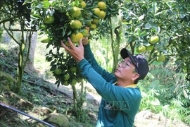 Những vườn quýt hồng vụ Tết trên 'nóc nhà miền Tây'