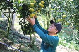 Những vườn quýt hồng vụ Tết trên 'nóc nhà miền Tây'