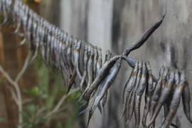 Đặc sản cá kèo có giá nửa triệu/kg làm được những món gì?