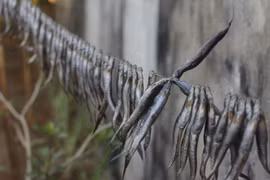 Đặc sản cá kèo có giá nửa triệu/kg làm được những món gì?