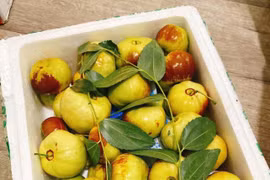 Hồng táo dẹt lạ mắt vẫn 'cháy hàng' dù vừa xuất hiện trên thị trường