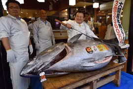 Con cá ngừ vây xanh khiến đại gia quyết chi hơn 50 tỷ để mua 