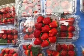 Cách phân biệt dâu tây Mộc Châu với dâu Trung Quốc thế nào?