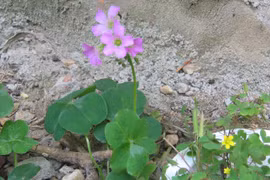 Nông dân khá lên nhờ loài cây dại này 