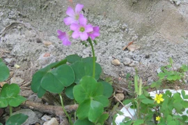 Nông dân khá lên nhờ loài cây dại này 