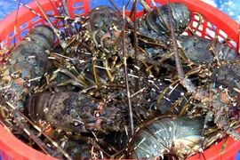 Xuất khẩu tôm sang Trung Quốc tăng mạnh