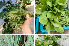 Khu biệt thự vườn thơ mộng với giàn cây xanh mướt của Thân Thúy Hà