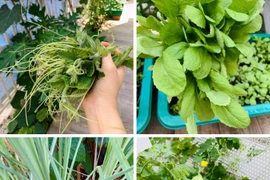 Khu biệt thự vườn thơ mộng với giàn cây xanh mướt của Thân Thúy Hà