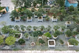 Loạt gốc tùng la hán tuổi hàng chục năm giá trăm triệu hút khách