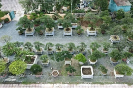 Loạt gốc tùng la hán tuổi hàng chục năm giá trăm triệu hút khách