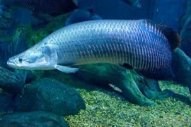 Đại gia thể hiện bằng việc nuôi thú cưng kỳ quái tiền triệu