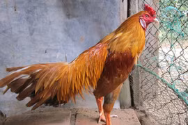 Sốt gà chọi quốc tịch ngoại giá cao ở Sài Gòn