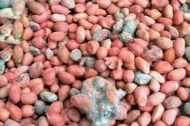 Hai vợ chồng mắc bệnh gan do ăn đậu phộng mốc