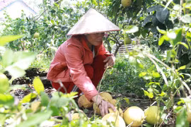 Hàng vạn quả bưởi Phúc Trạch rụng tả tơi sau bão số 10