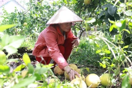 Hàng vạn quả bưởi Phúc Trạch rụng tả tơi sau bão số 10