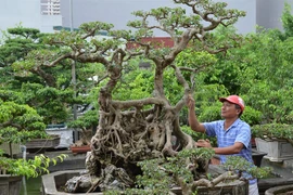 Chuyện truyền kỳ về gã đồ tể có vườn cây cảnh nhất nhì miền Bắc