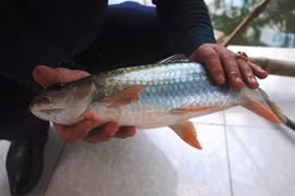 Có gì đặc biệt ở loài “cá vua” có tiền chưa chắc mua được?