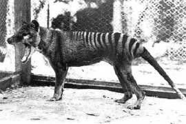 6 sinh vật huyền thoại nhanh chóng tuyệt chủng do con người