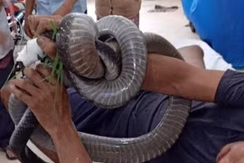 Những lần tóm sống rắn khủng, trăn khổng lồ chấn động Việt Nam 