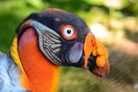 10 loài chim kỳ lạ giống "người ngoài hành tinh" hơn cả động vật 