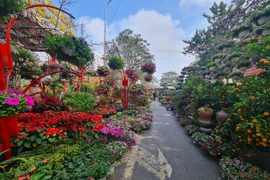 Giá hoa cận Tết Quý Mão sôi động nhưng chỉ tăng nhẹ 