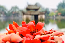 Đẹp ngất ngây cây gạo đỏ rực ở chùa nghìn tuổi Hà Nội