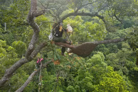 Theo chân “thợ rừng” tìm mật ong đắng, nửa tháng thu trăm triệu