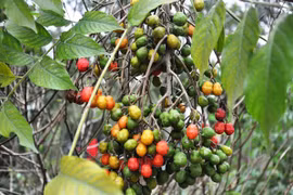 Những đặc sản núi rừng cuốn hút giữa lòng Hà Nội