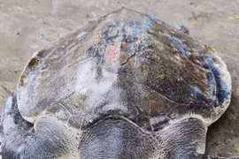 Hà Tĩnh: Thả cá thể rùa biển “quý như vàng” về đại dương