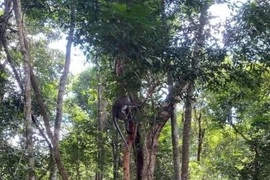 Vườn Quốc gia Phong Nha-Kẻ Bàng thả nhiều động vật quý hiếm về tự nhiên