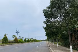 Các địa phương báo cáo các gói thầu vụ Cây xanh Công Minh thế nào?