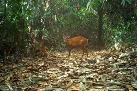 Phát hiện loạt động vật “quý hơn vàng” ở VQG Vũ Quang 
