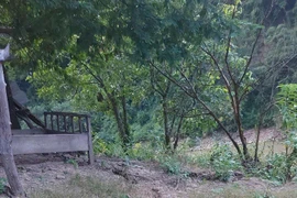 Nghệ An: Quả đồi nứt dài hơn 100m sau tiếng nổ lớn