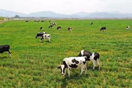 Vinamilk ‘rót’ thêm 41 triệu USD vào dự án bò sữa organic tại Lào